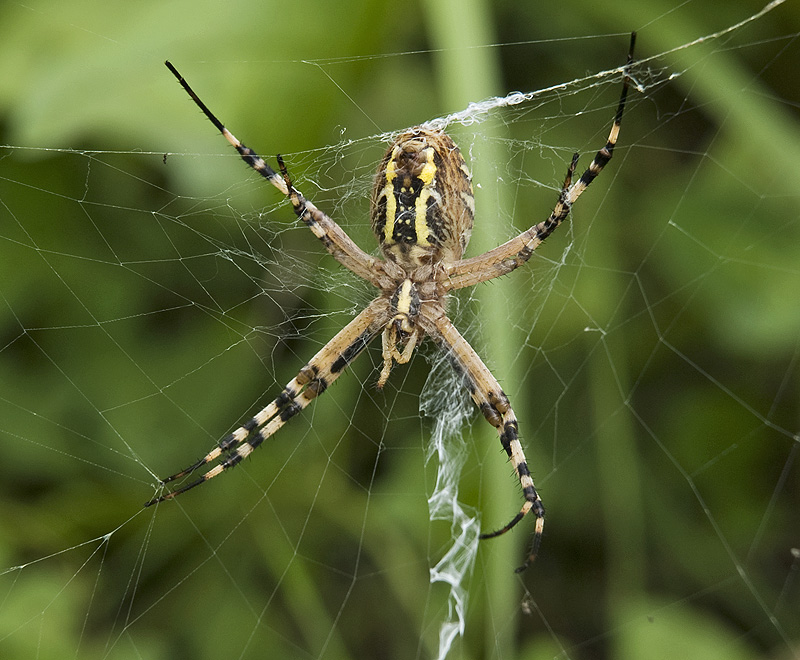 Argiope bruennichi